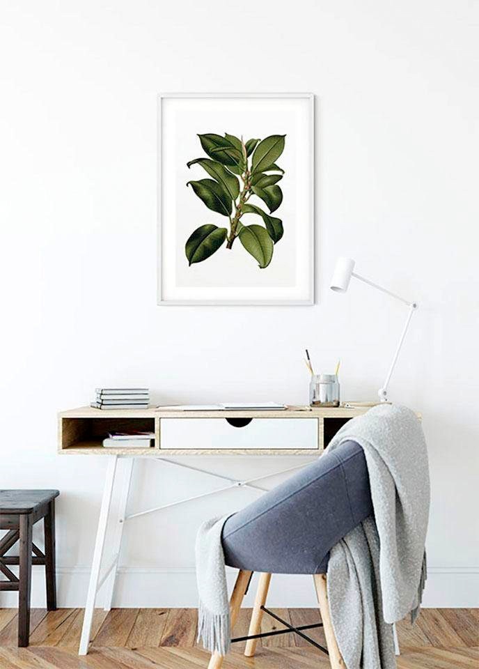 | BAUR Pflanzen-Blätter, Schlafzimmer, »Elastica Tree«, (1 Kinderzimmer, St.), Komar Poster Wohnzimmer