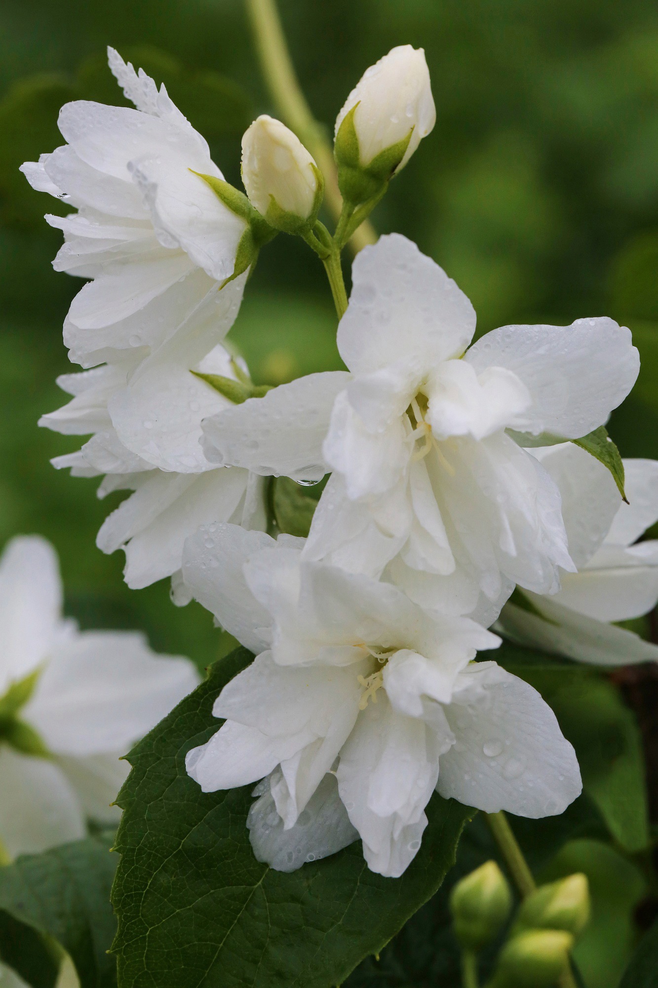 BCM Gehölze »Fl'Aroma 'Brilliant Shine' (Pfeifenstrauch)«, (1 St.), Höhe: 50-60 cm, 1... kaufen