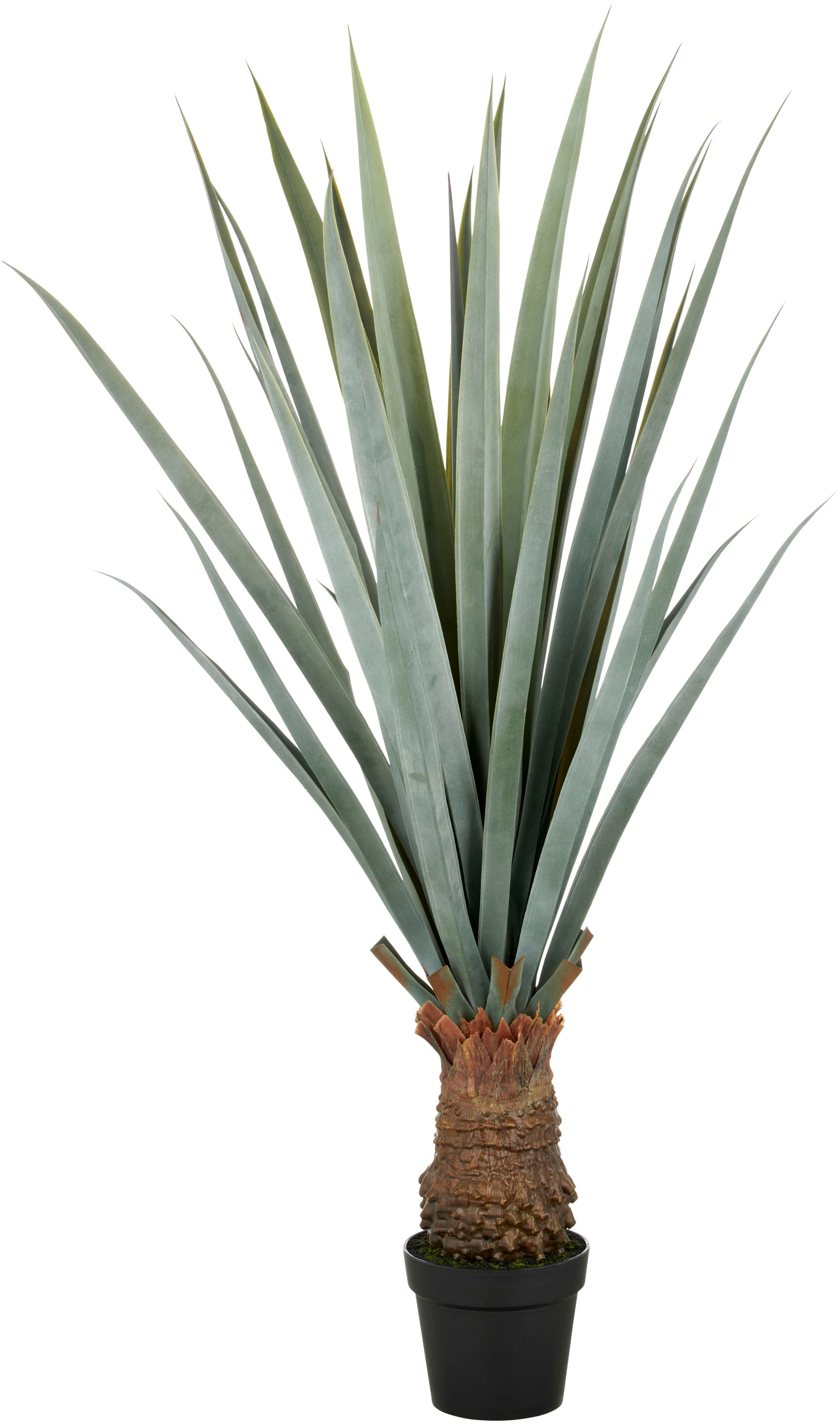 Creativ green Kunstpflanze "Agave angustifolia", in beeindruckender Größe günstig online kaufen