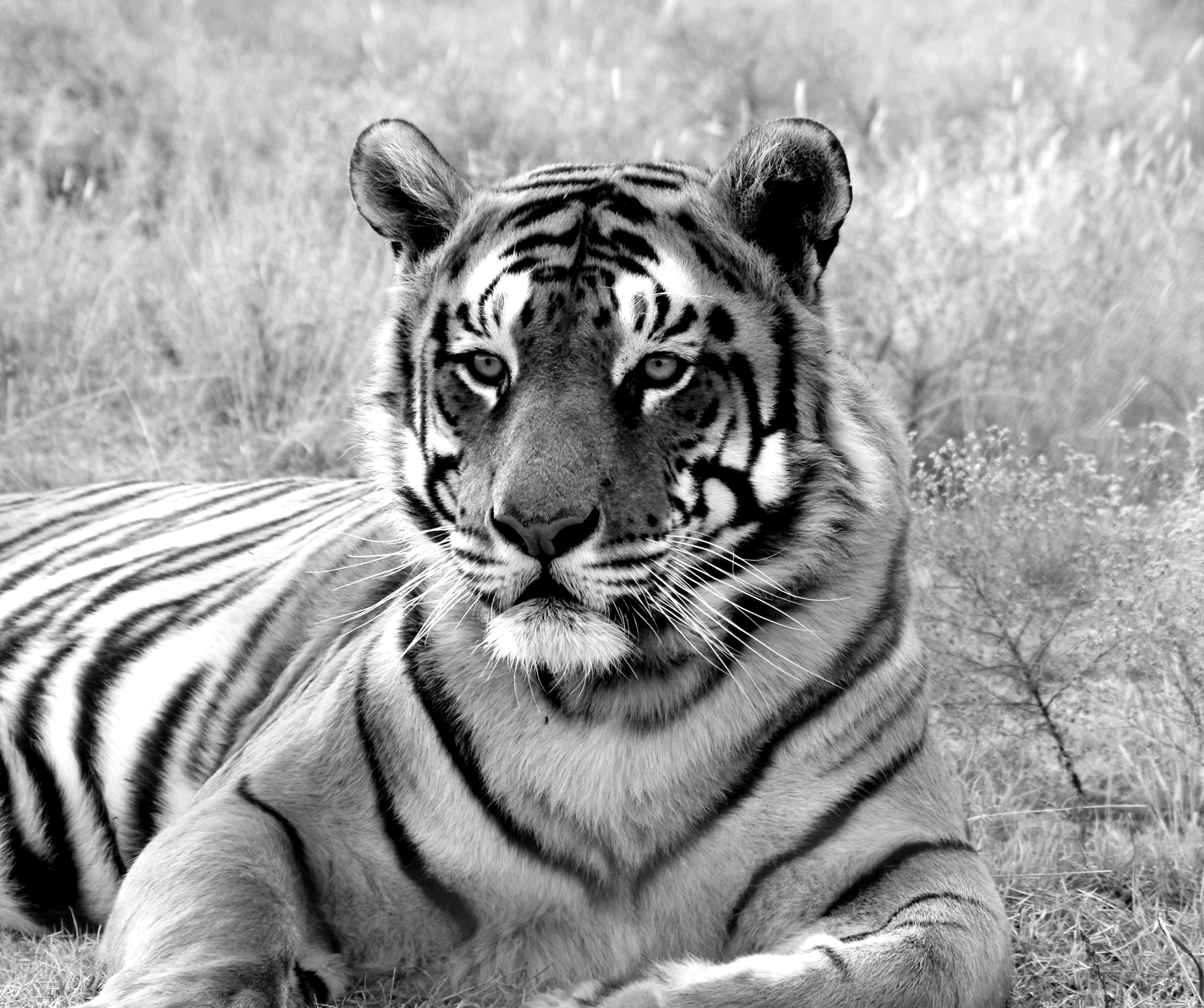 Fototapete »Tiger Portrait Schwarz & Weiß«