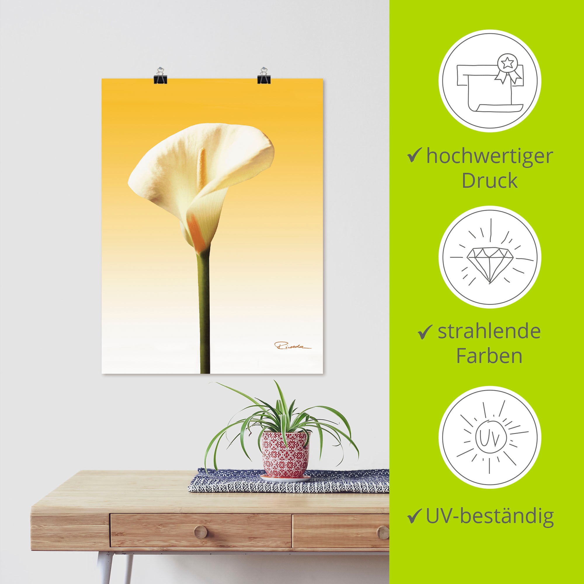 Artland Wandbild »Sonnenschein Calla II«, Blumenbilder, (1 St.), als Leinwandbild, Poster in verschied. Größen