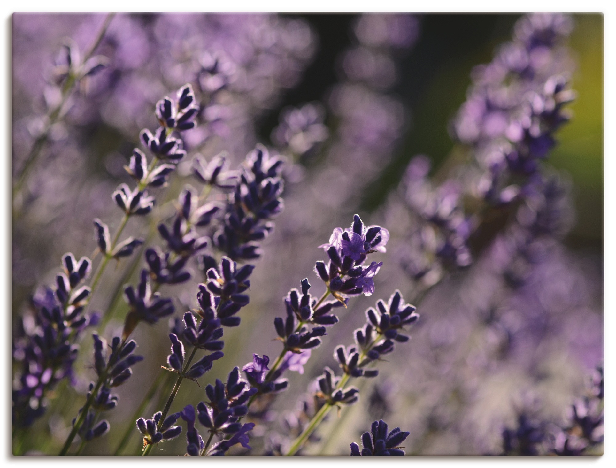 Artland Wandbild »Lavendel«, Blumen, bestellen | Wandaufkleber oder in Poster St.), als versch. BAUR Größen Leinwandbild, (1