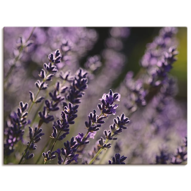 Artland Wandbild »Lavendel«, Blumen, (1 St.), als Leinwandbild,  Wandaufkleber oder Poster in versch. Größen bestellen | BAUR