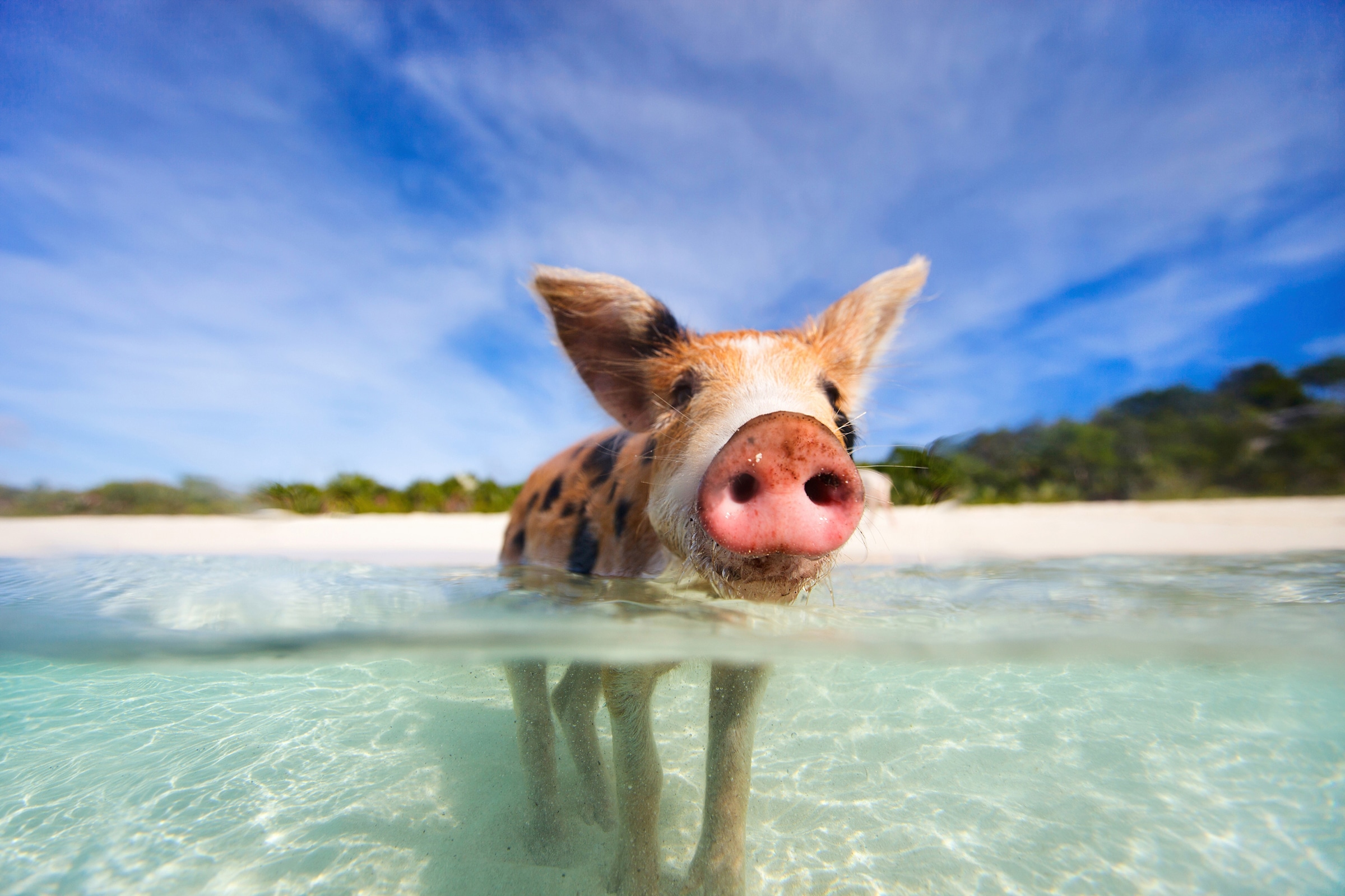 Papermoon Fototapete »FERKEL-SCHWEIN TIER SCHWIMMEN HUMOR STRAND SÜDSEE PALME«