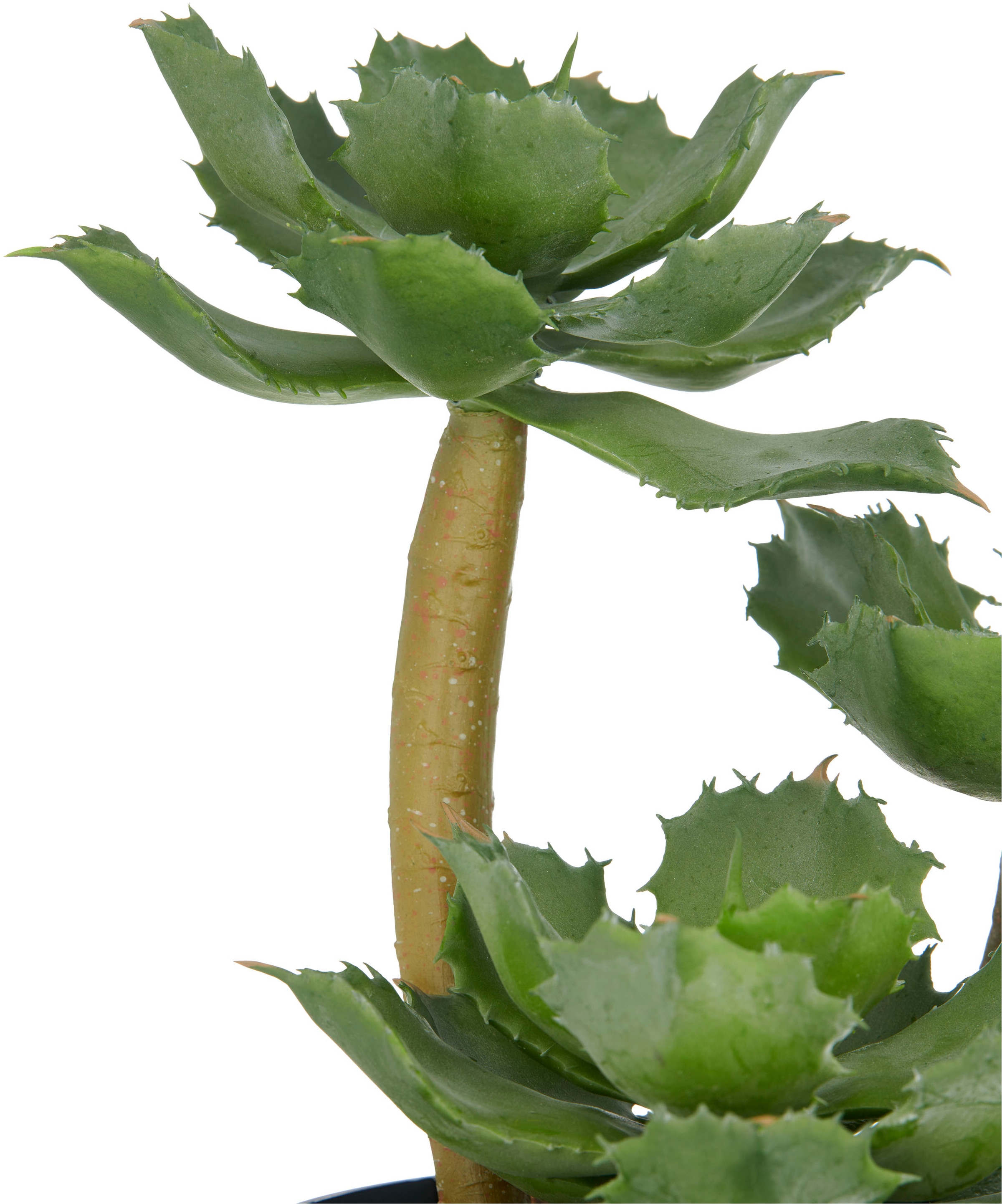 Creativ green Kunstpflanze »Echeveria«, mit dekorativem Kies