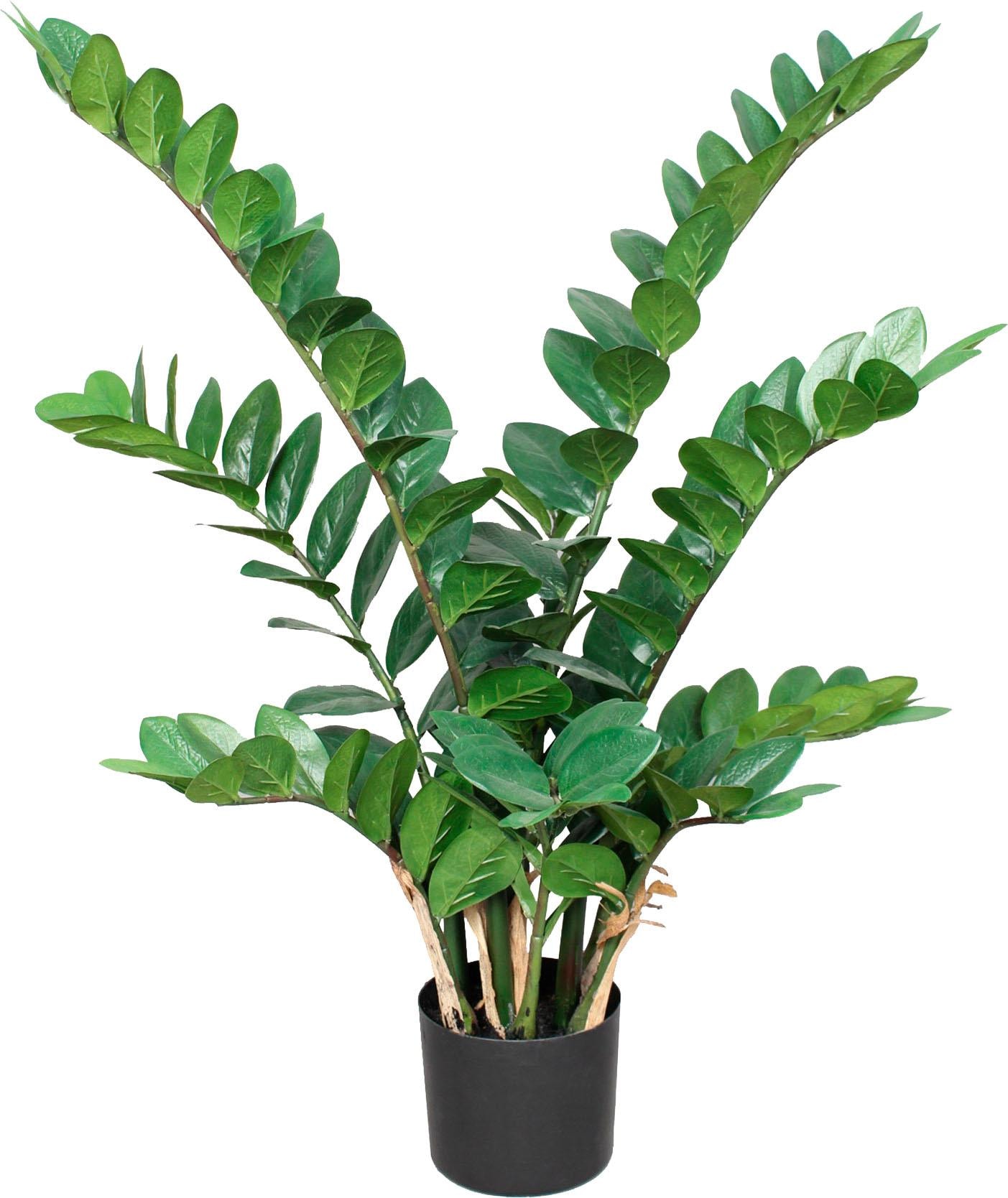Creativ green Kunstpflanze »Zamifolia« BAUR bestellen 
