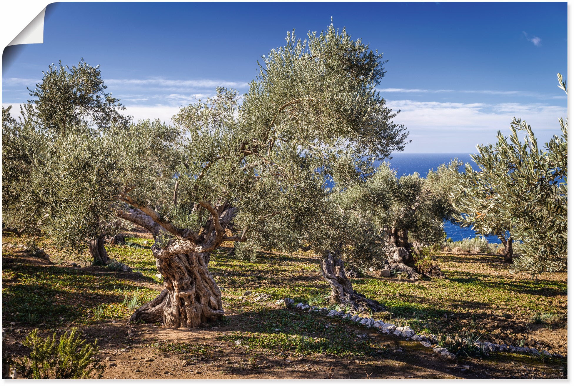 Artland Wandbild "Olivenhain in der Serra de Tramuntana", Küstenbilder, (1 günstig online kaufen