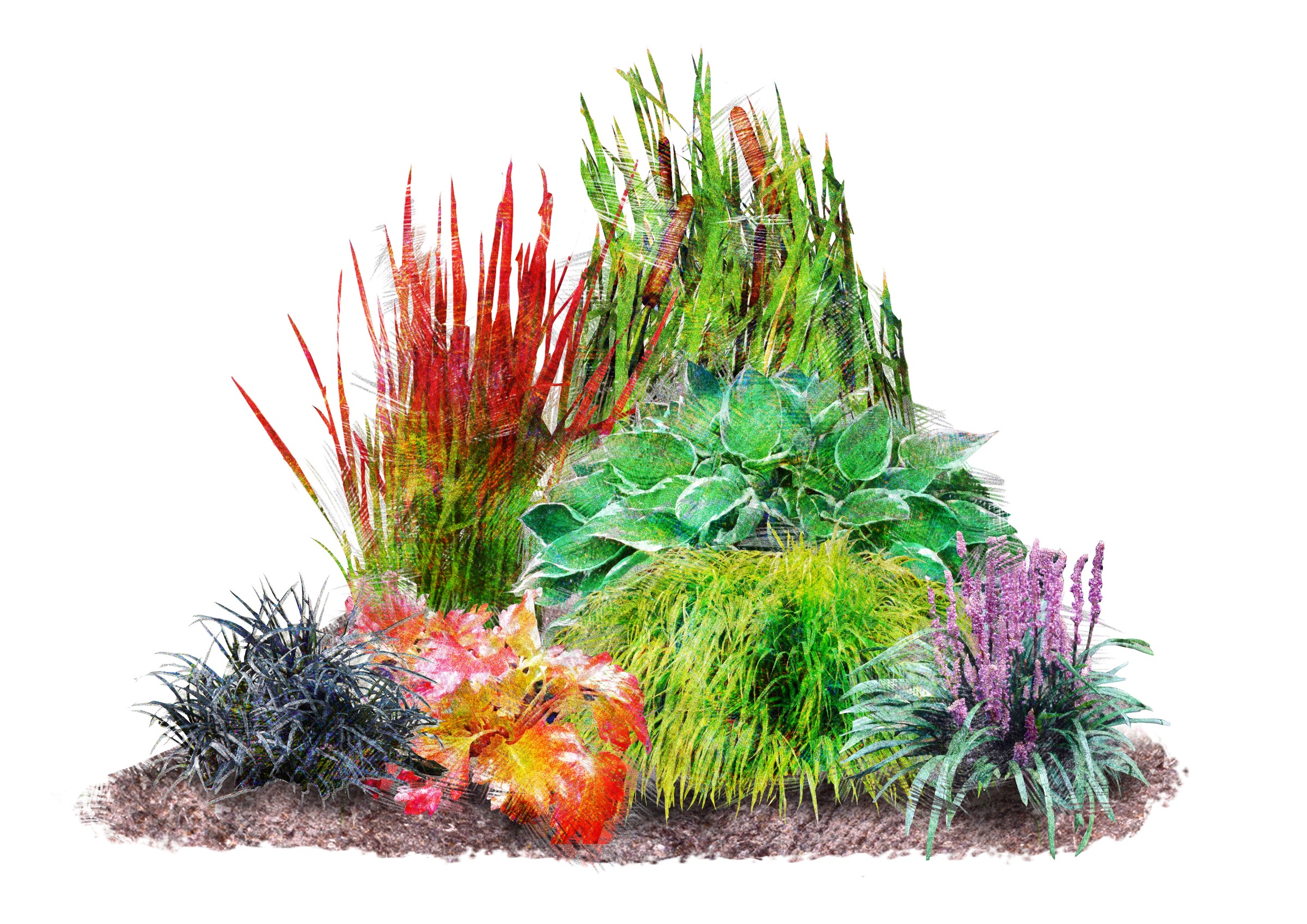 BCM Staude »Japan-Stauden-Beet im Mix«, (7 St.), Japan-Stauden-Beet: 7 Pflanzen kaufen