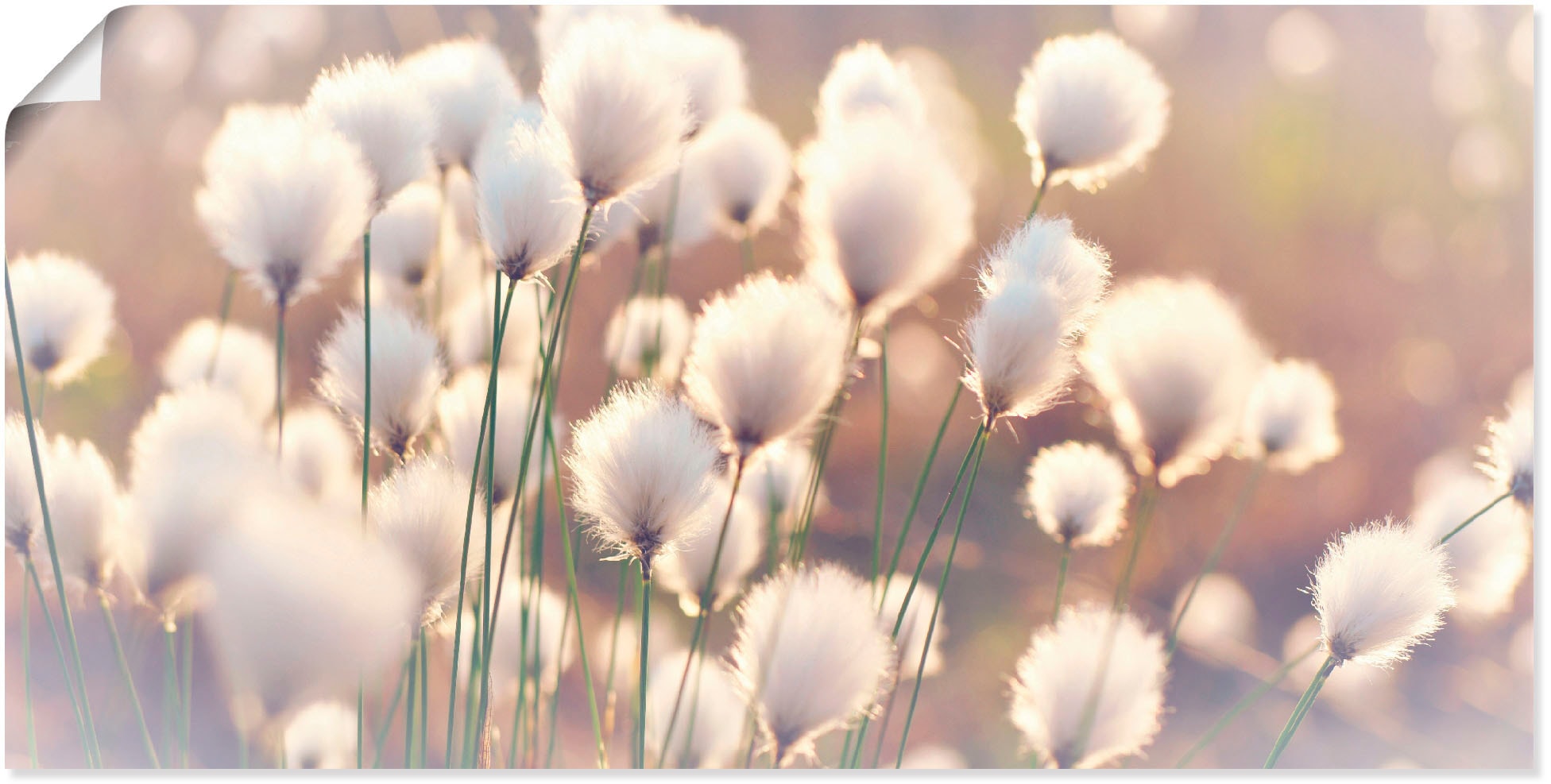 Artland Wandbild "Wollgraszauber im Moor" Gräser 1 Stk. tlg. als Alubild, L günstig online kaufen