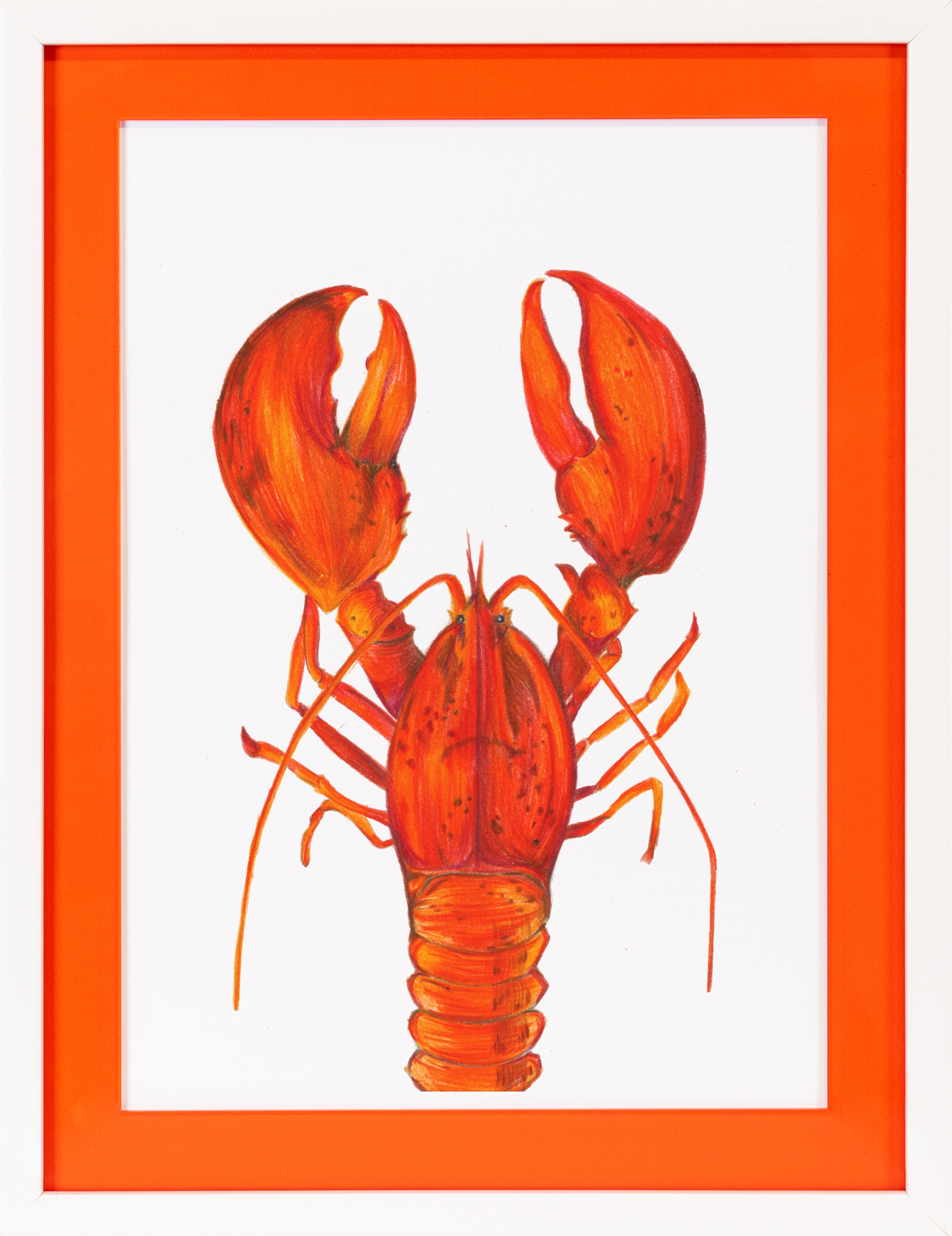 queence Bild mit Rahmen »Hummer, Tier«, Fisch & Meeresfrüchte, (1 St.), Poster mit buntem Acrylglas Passepartout