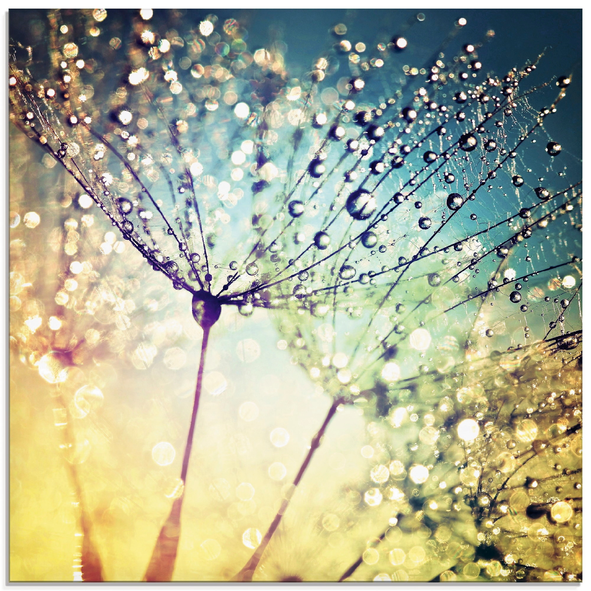 Artland Glasbild "Pusteblume Zaubertropfen" 1 Stk. tlg. in verschiedenen Gr günstig online kaufen