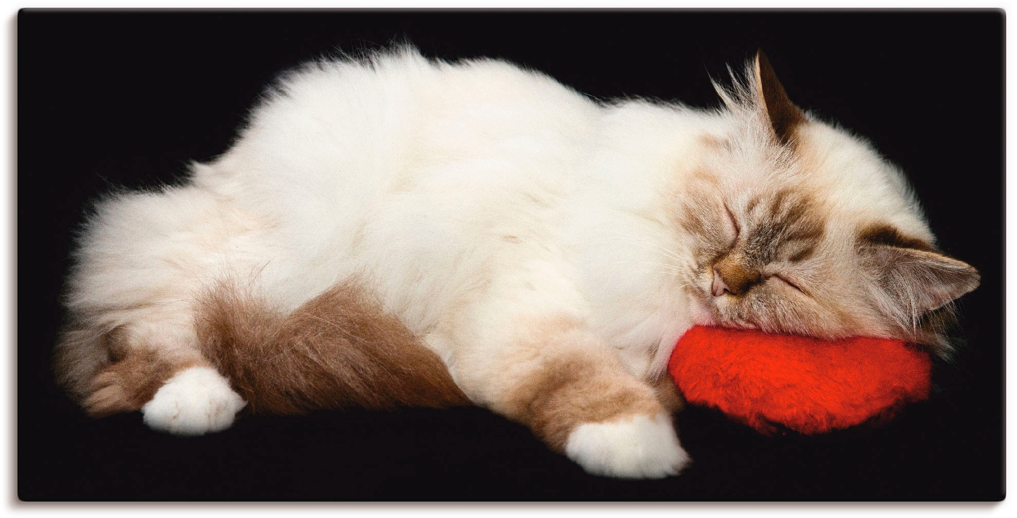 Artland Wandbild "Müde Katze" Haustiere 1 Stk. tlg. als Leinwandbild, Poste günstig online kaufen