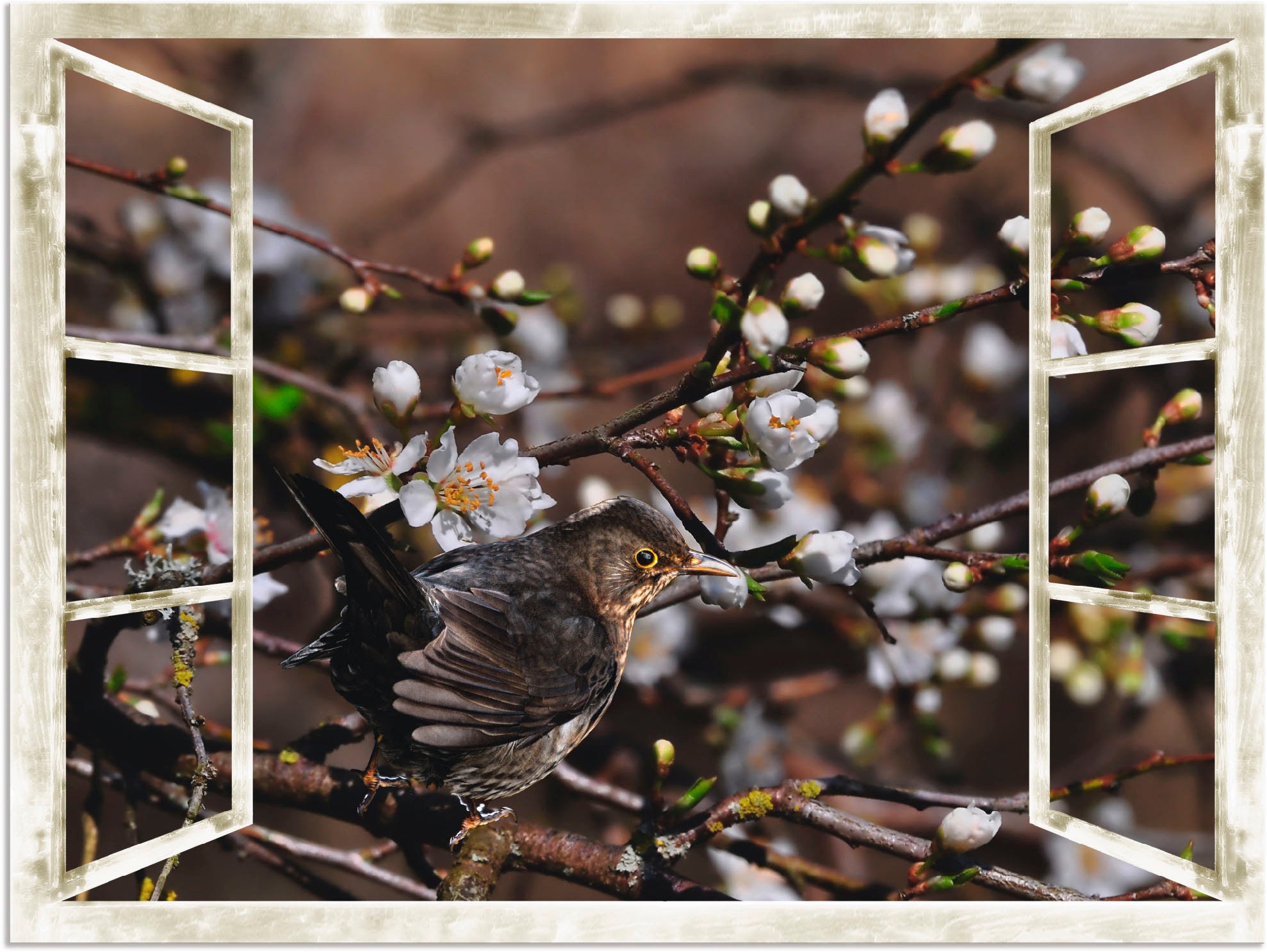 Artland Wandbild "Fensterblick - Kirschblüten mit Amsel", Vögel, (1 St.), als Alubild, Outdoorbild, Leinwandbild in vers