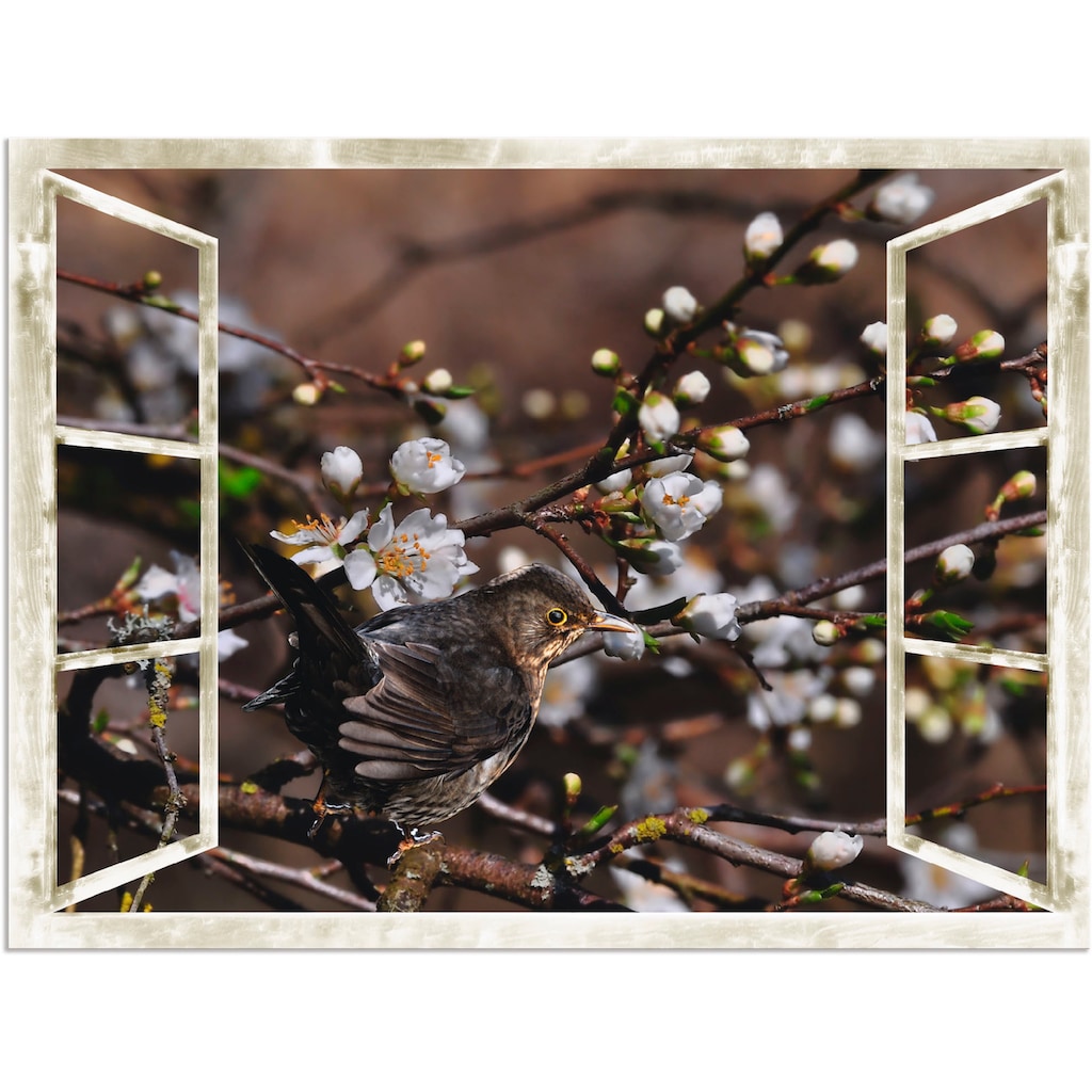 Artland Wandbild »Fensterblick - Kirschblüten mit Amsel«, Vögel, (1 St.)