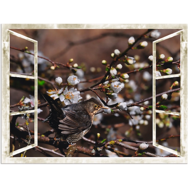 Artland Wandbild »Fensterblick - Kirschblüten mit Amsel«, Vögel, (1 St.),  als Alubild, Leinwandbild, Wandaufkleber oder Poster in versch. Größen  bestellen | BAUR