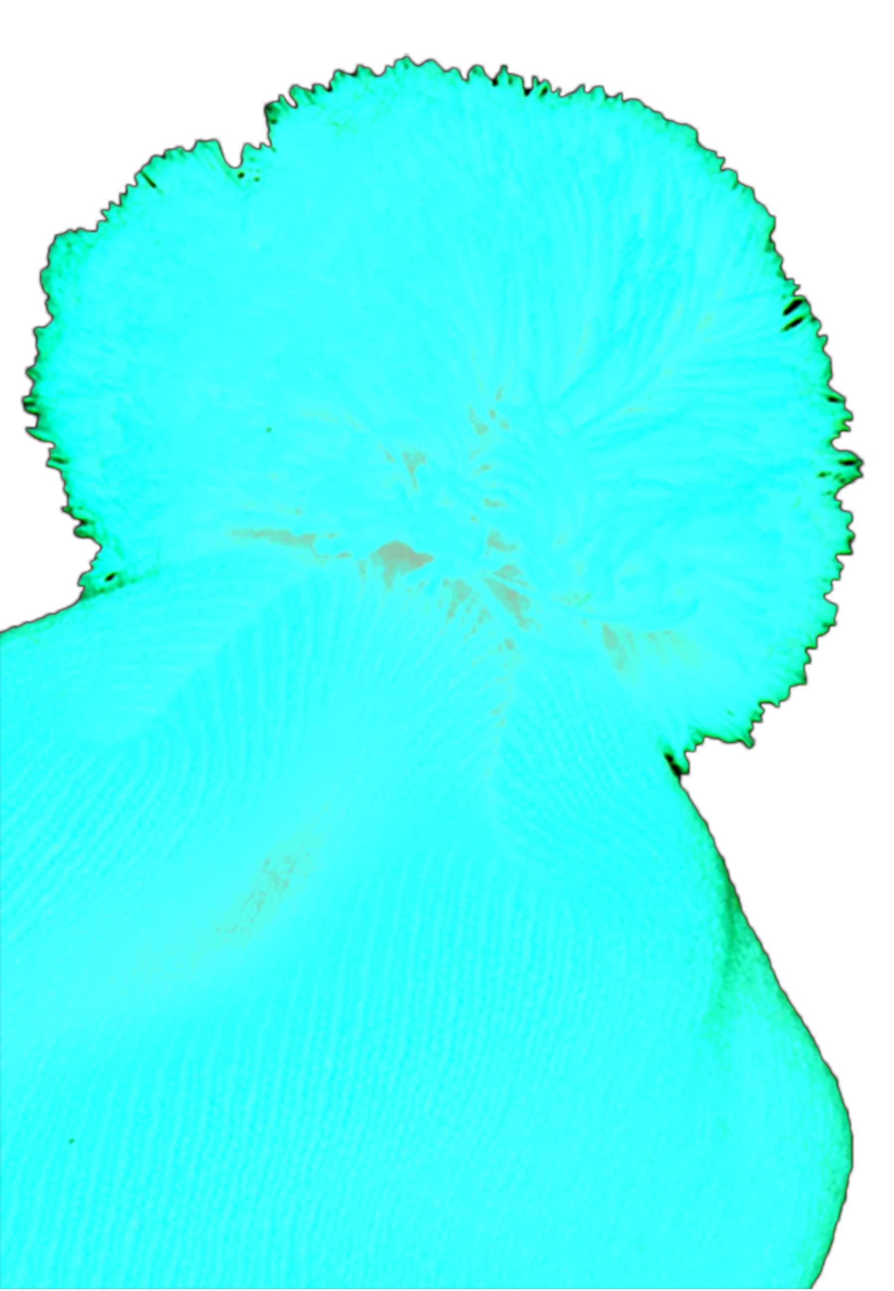 Flexfit Beanie "Flexfit Cuffed Pom Pom Knit Beanie" 1 Stk. günstig online kaufen