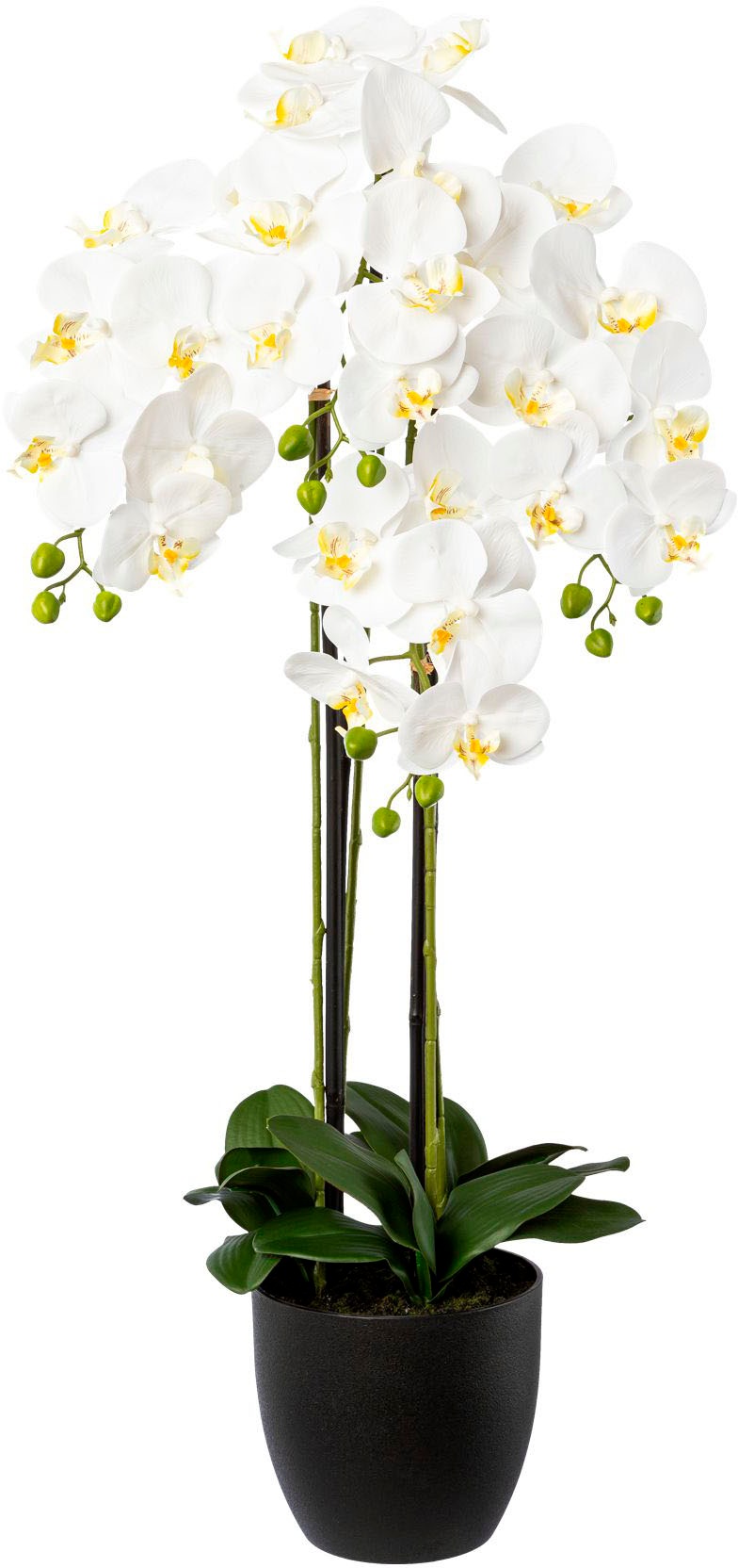 Creativ green Kunstorchidee "Phalaenopsis im Resintopf", mit Real-Touch-Blüten