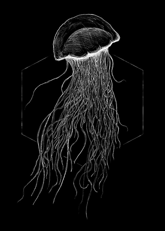 Komar Poster »Jellyfish Black«, | Tiere, BAUR Wohnzimmer (1 Schlafzimmer, Kinderzimmer, St.)