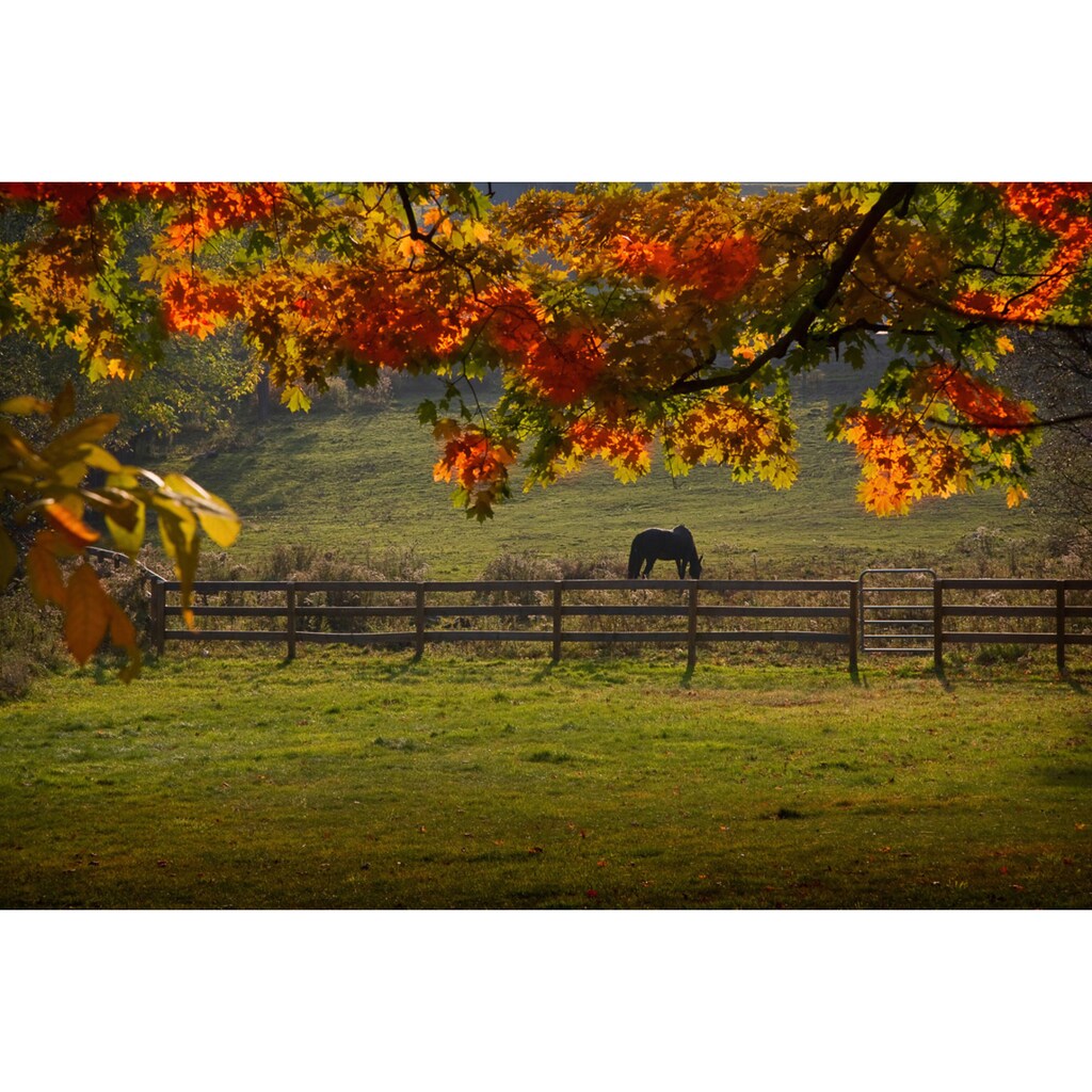 Papermoon Fototapete »Pferd auf der Weide«