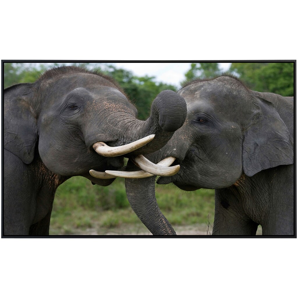 Papermoon Infrarotheizung »Elefanten spielen«