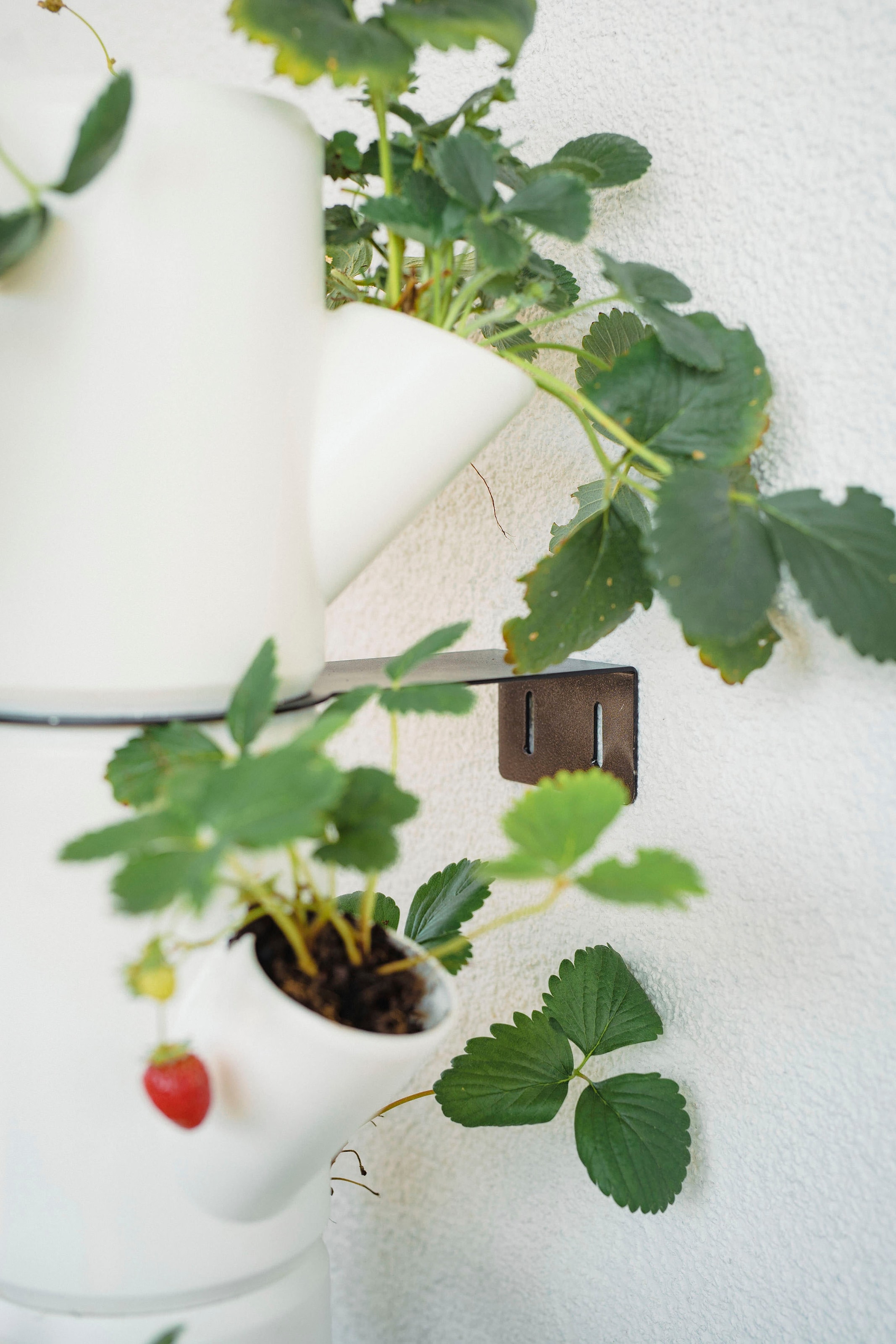 STRAWBERRY Garden Untersetzer, anbauen »SISSI Erdbeerbaum«, 10 bestellen Erdbeeren Etagen gemacht inkl. leicht Gusta BAUR | Pflanzkübel