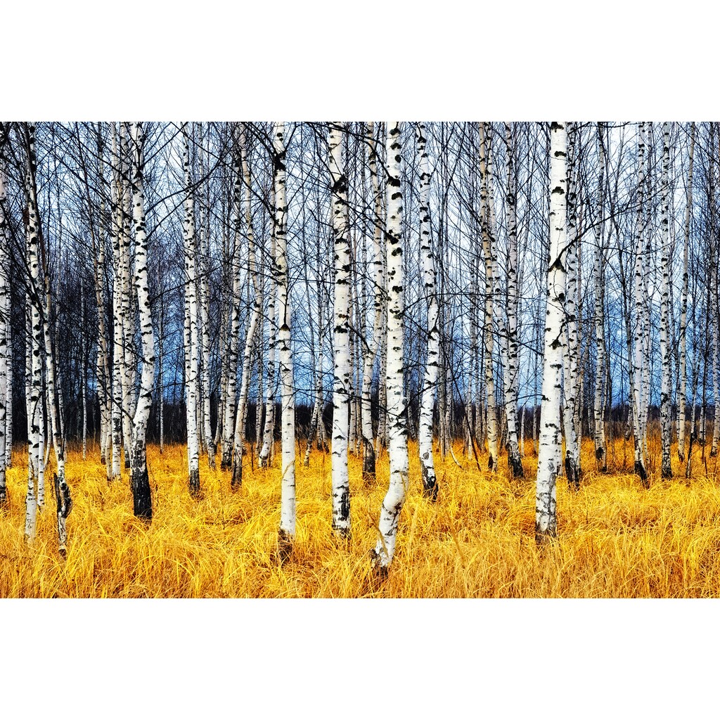 Papermoon Fototapete »Autumn Birch Grove«