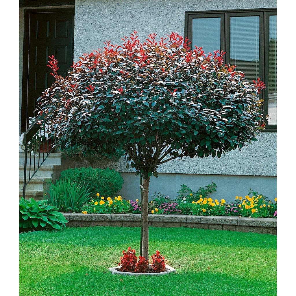 BCM Gehölze »Zwerg-Blut-Pflaume«, (1 St.), Höhe: 50-60 cm, 1 Pflanze