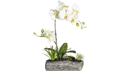 Creativ green Kunstpflanze »Phalaenopsis«, (1 St.) kaufen