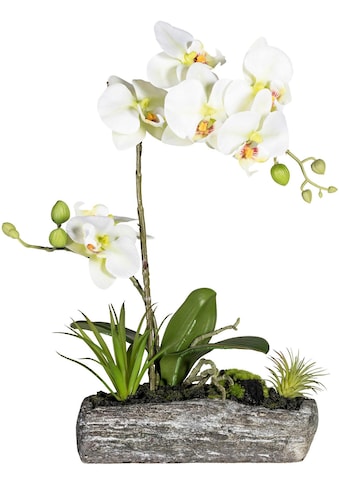 Kunstpflanze »Phalaenopsis«