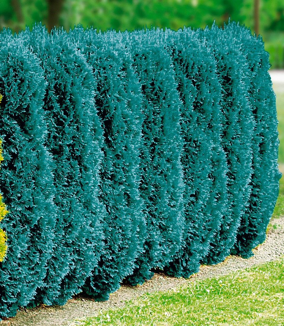 BCM Konifere »Blaue Scheinzypresse 'Columnaris Glauca'«, (3 St.), Höhe: 40-60 cm kaufen