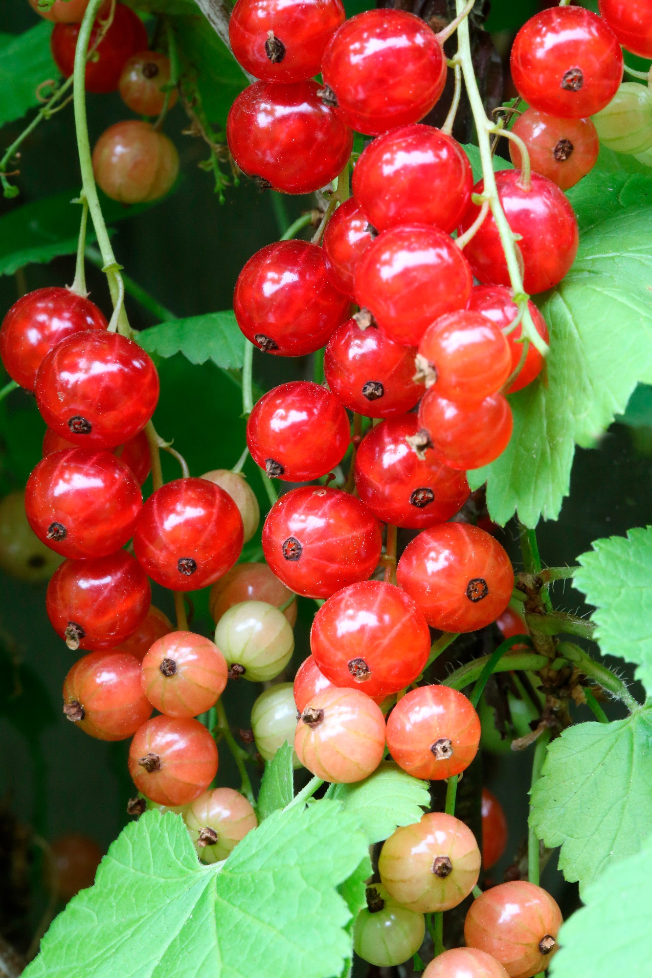 BCM Obstpflanze »Säulenobst Johannisbeere 'Rondom' rot«, (1 St.), Höhe: 50 cm, 1 Pflanze kaufen