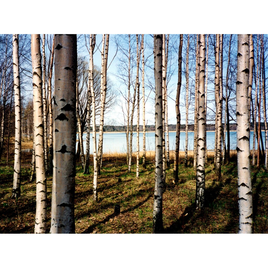 Papermoon Fototapete »Finnish Forest of Birch Trees«