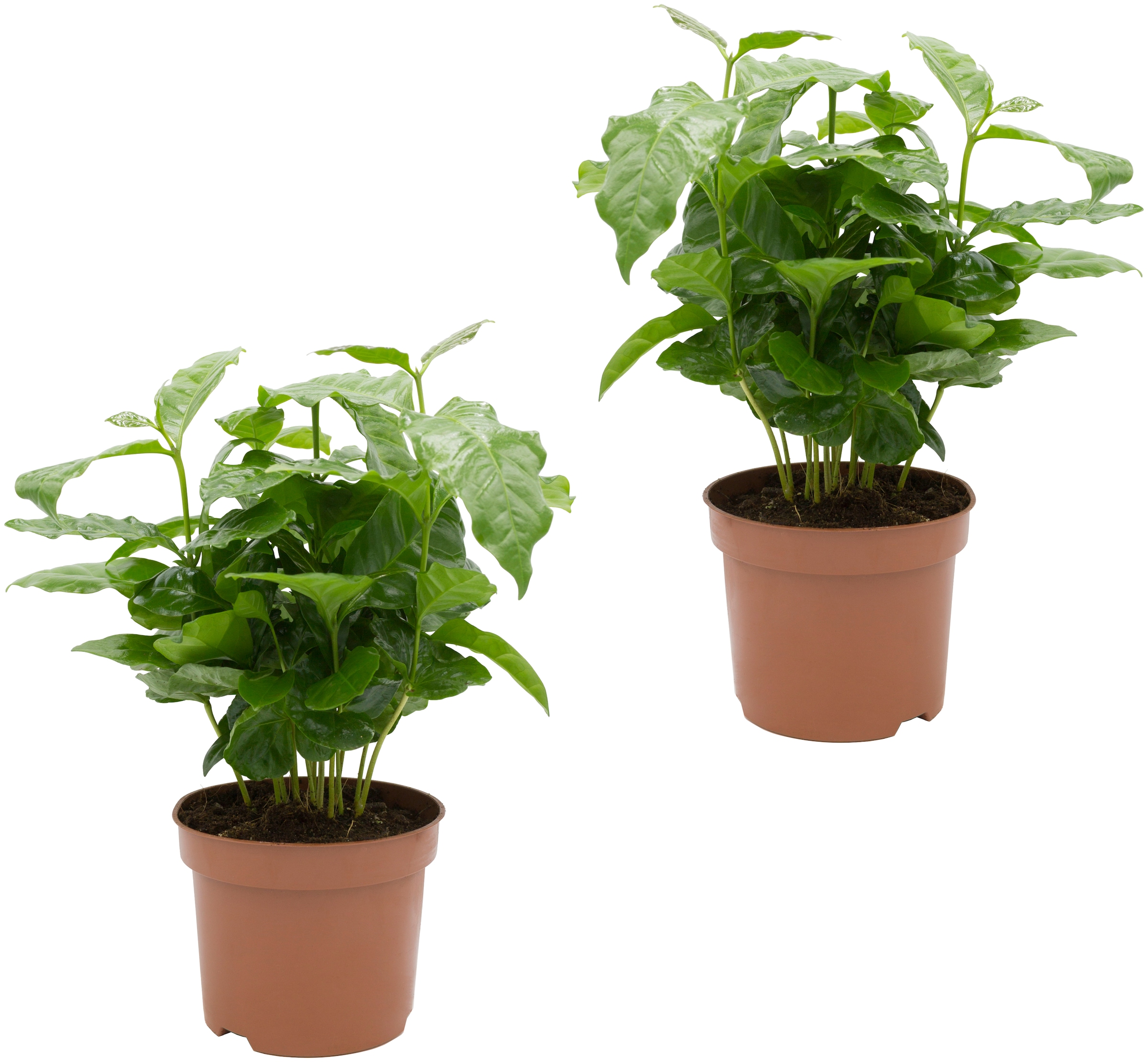 Dominik Zimmerpflanze »Kaffee-Pflanzen«, (2 St.), Höhe: 15 cm, 2 Pflanzen kaufen