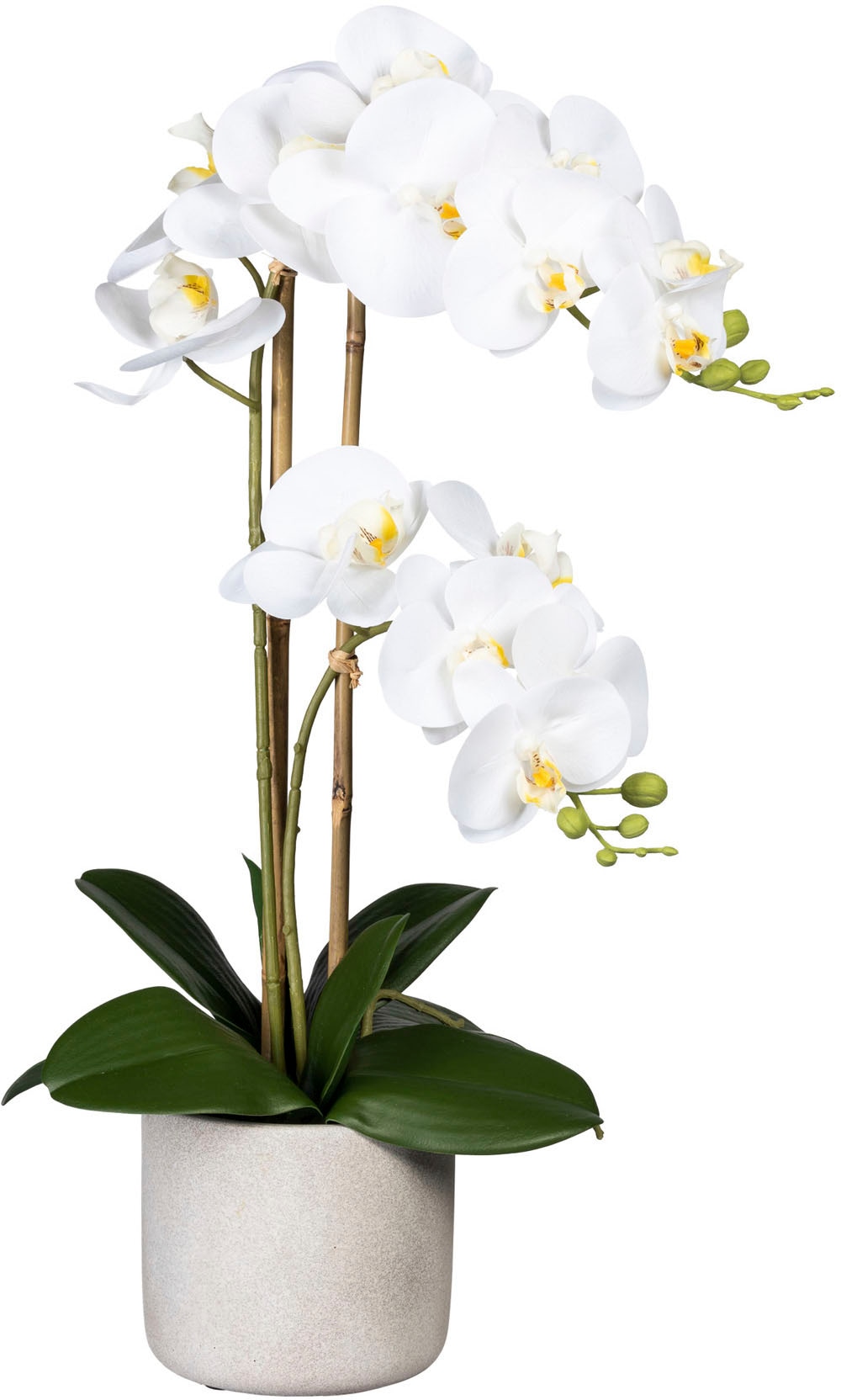 Creativ green Kunstorchidee »Phalaenopsis«, im bestellen Zementtopf BAUR 