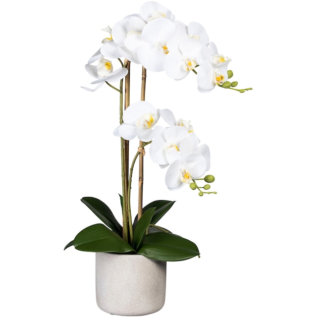 Creativ green Kunstorchidee »Phalaenopsis«, im Zementtopf bestellen | BAUR