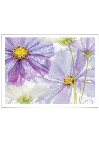 Wall-Art Poster »Frozen Flowers« Blumen (1 St.)...