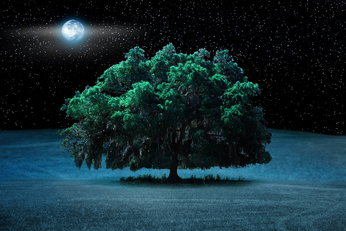 Papermoon Fototapete "Baum in Landschaft bei Nacht"