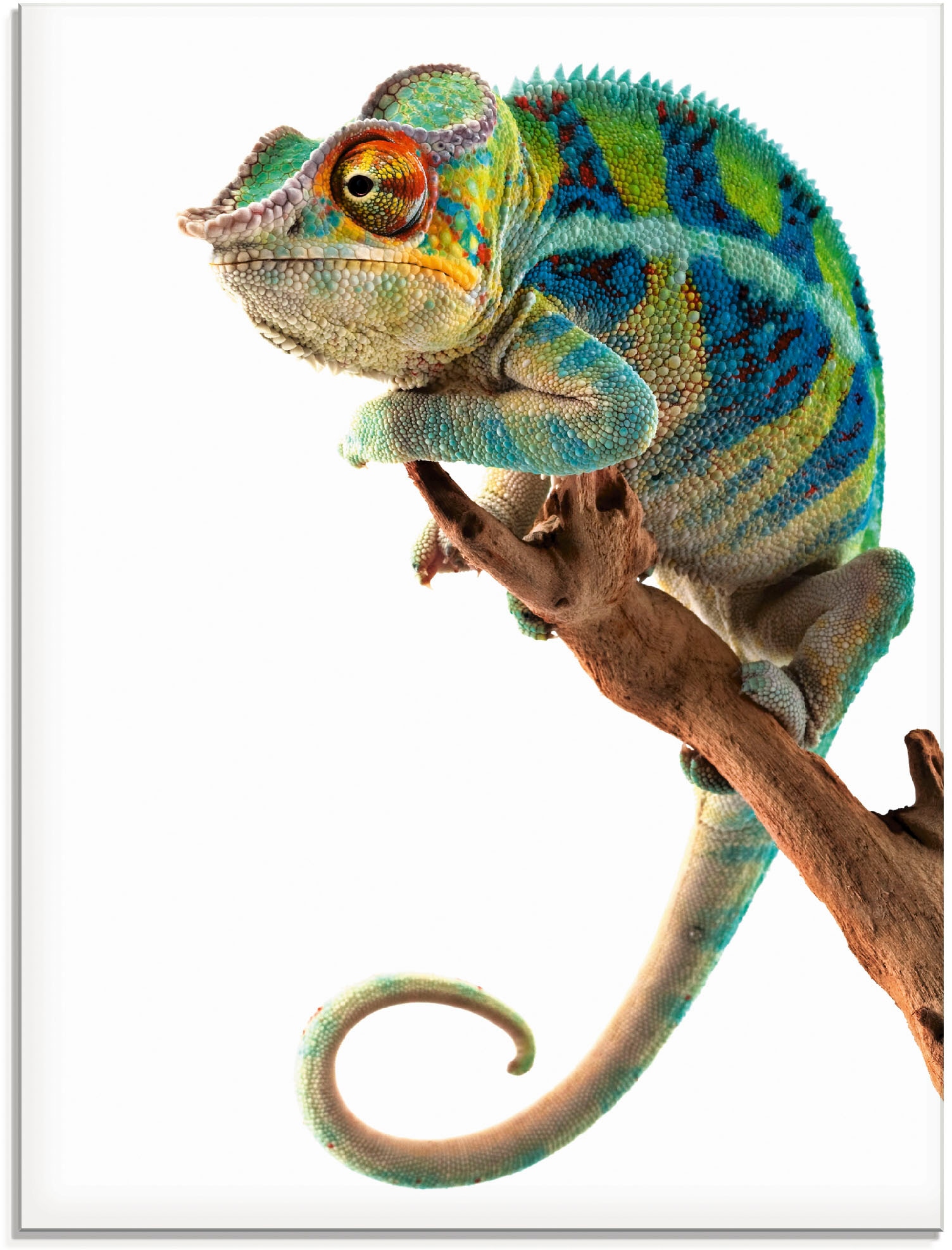 Artland Glasbild "Ambanja Panther Chamäleon" Reptilien 1 Stk. tlg. in versc günstig online kaufen