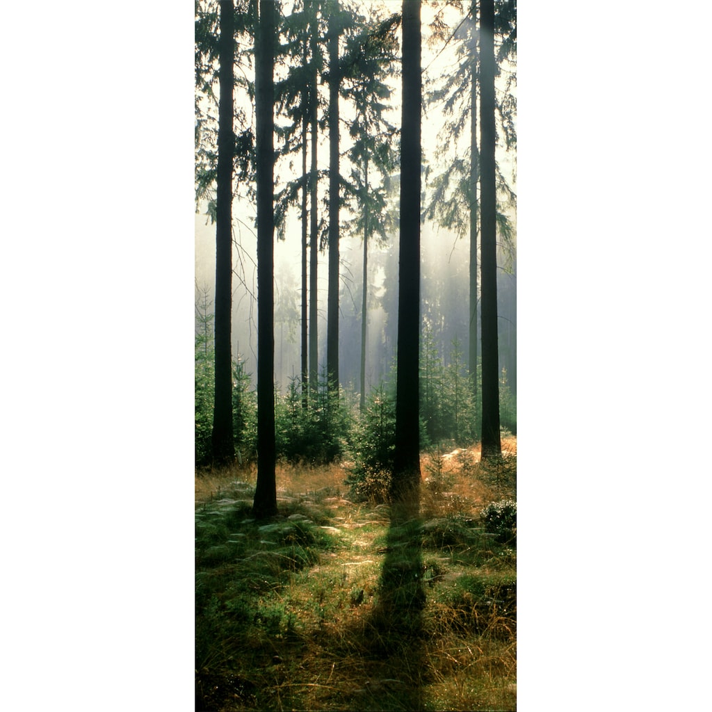 Papermoon Fototapete »Forest - Türtapete«, matt