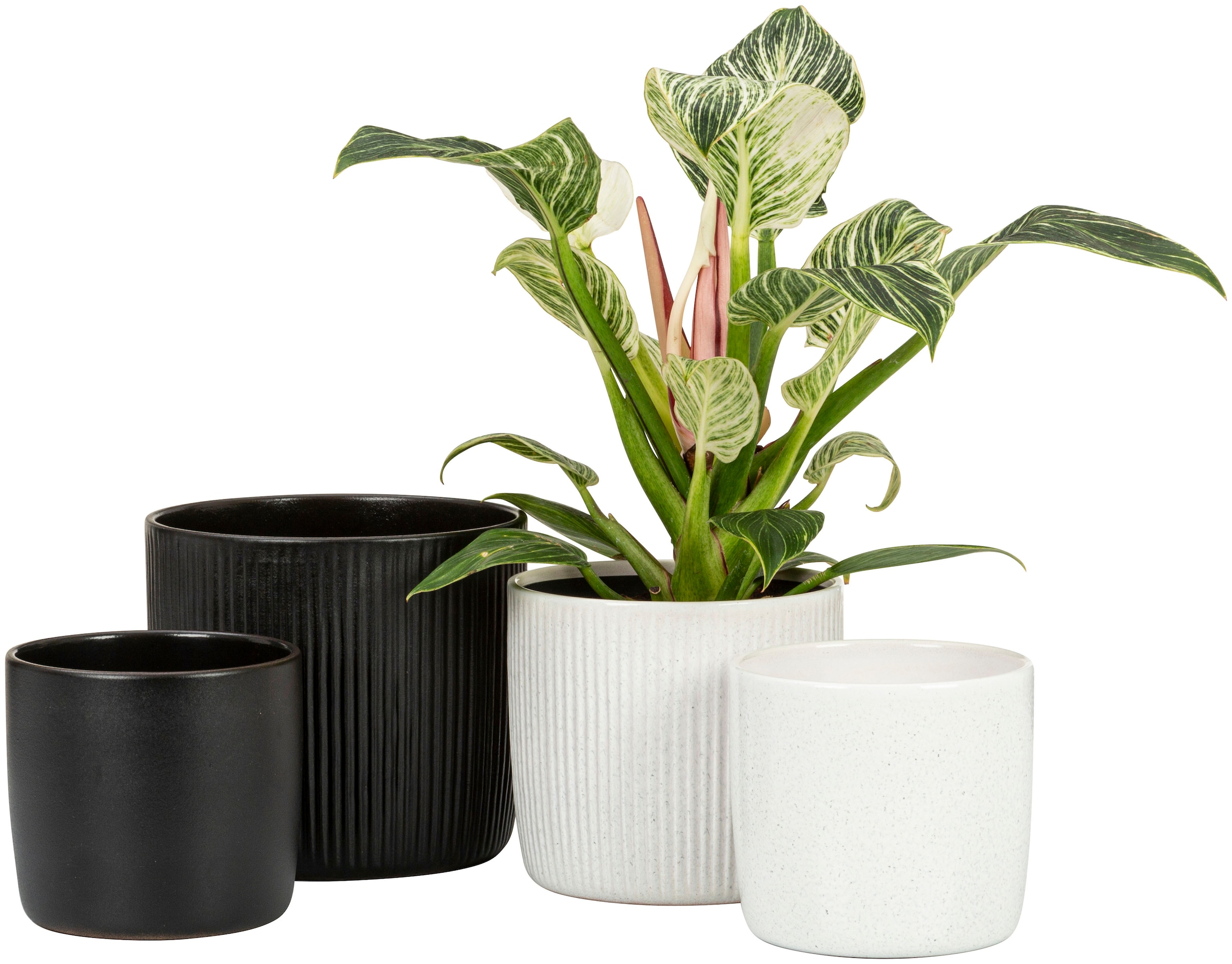 Scheurich Blumentopf »909/24 ebano«