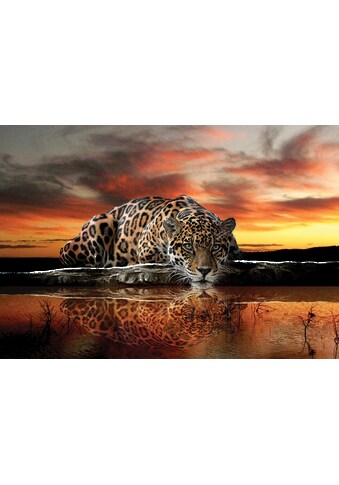Consalnet Fototapetas »Jaguar Sonnenuntergang« M...