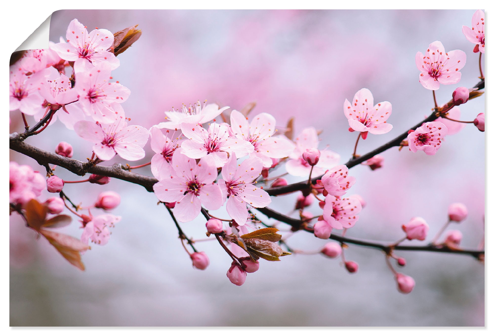 Wandbild »Kirschblüten«, Blumen, (1 St.), als Alubild, Outdoorbild, Leinwandbild,...