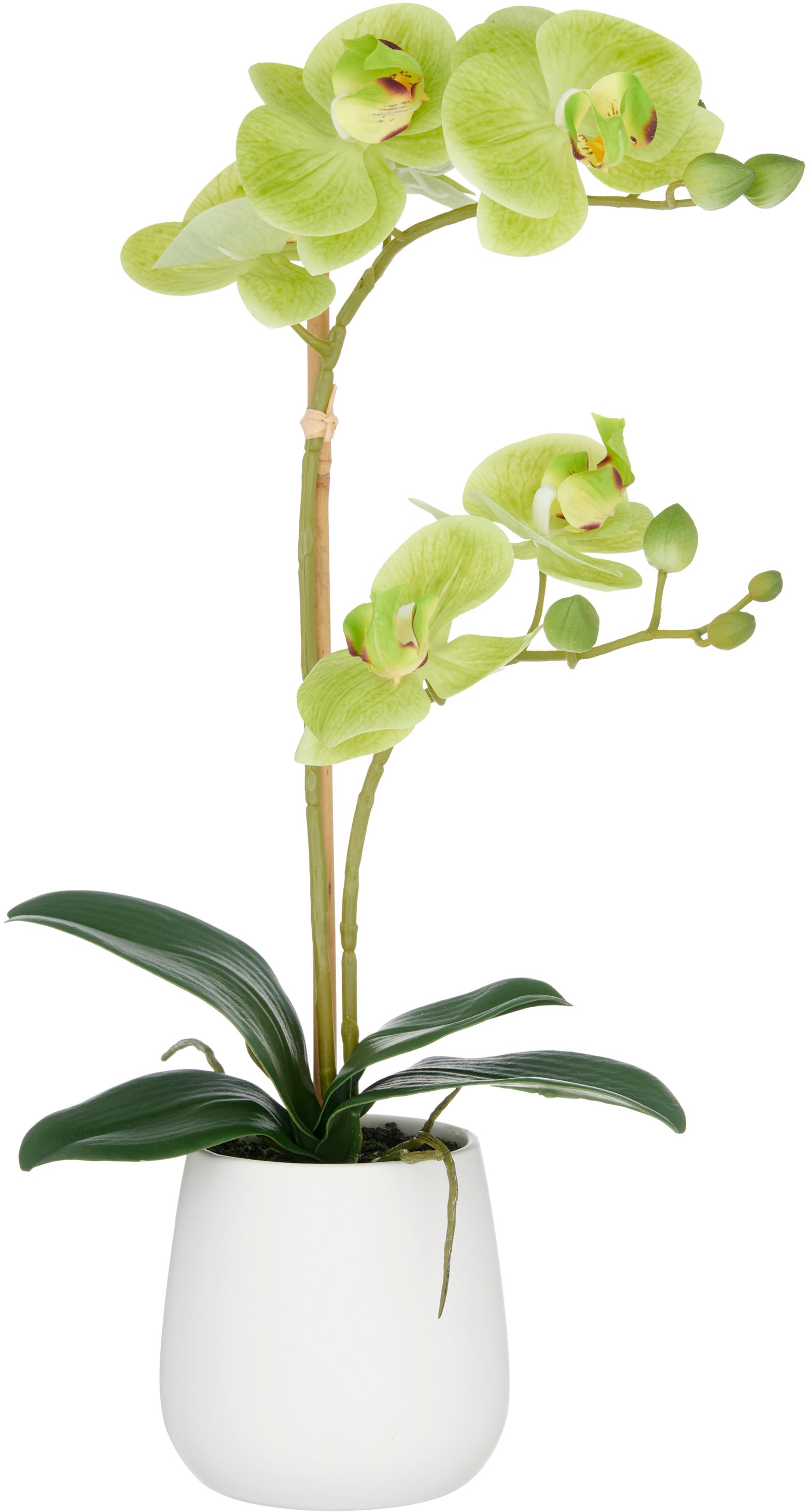 Creativ green Kunstorchidee "Orchidee Phalaenopsis", mit dauerhafter Blüten günstig online kaufen