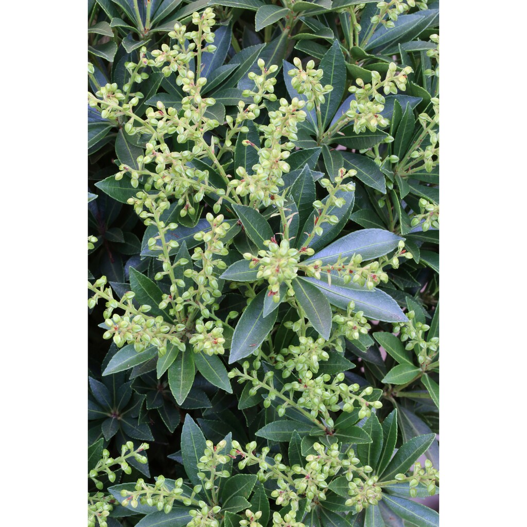 BCM Gehölze »Lavendelheide 'Prelude'«, (2 St.), Höhe: 20-25 cm, 2 Pflanzen