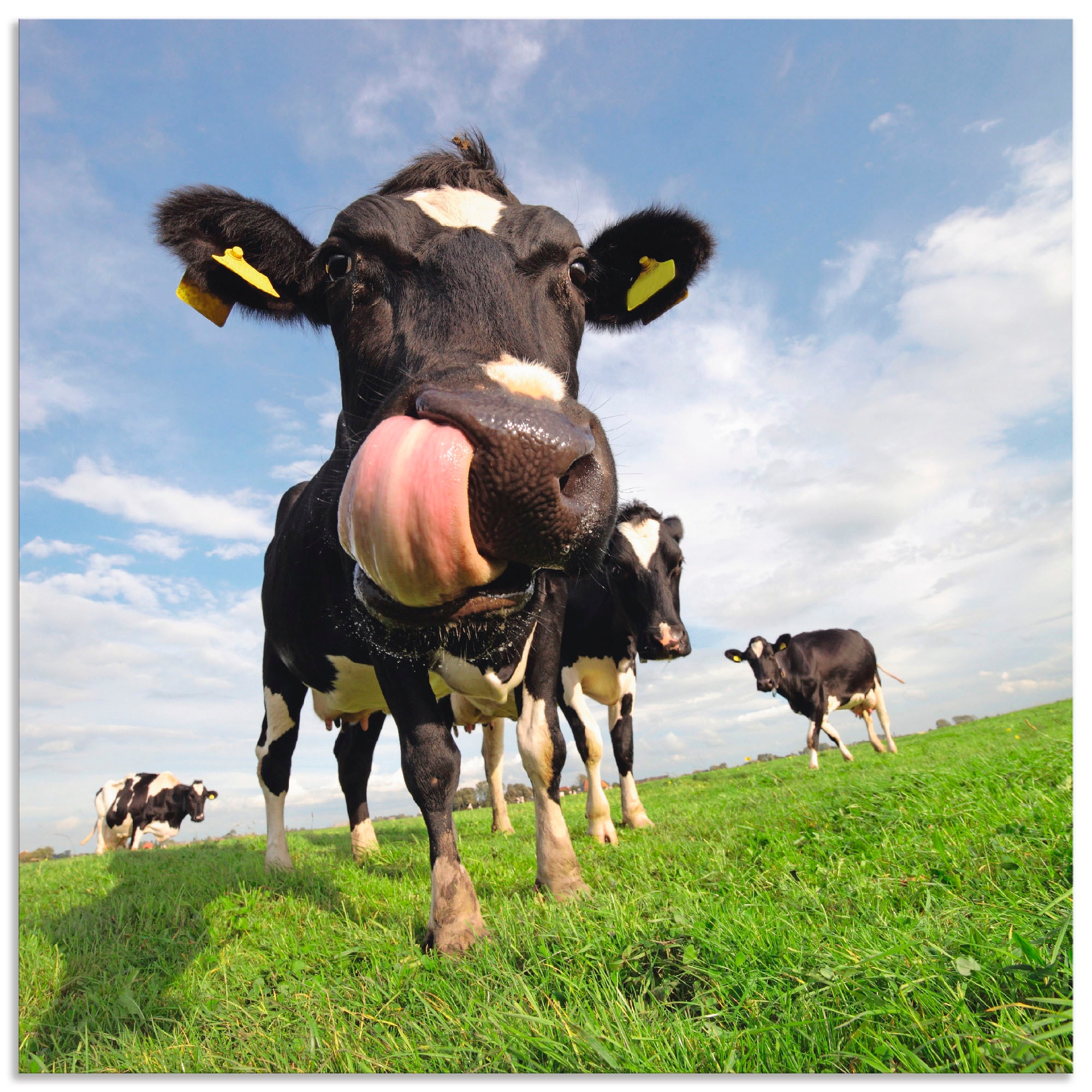 Artland Wandbild »Holstein-Kuh mit BAUR gewaltiger Größen kaufen oder Poster | Alubild, Wandaufkleber Zunge«, Leinwandbild, Haustiere, (1 in versch. St.), als