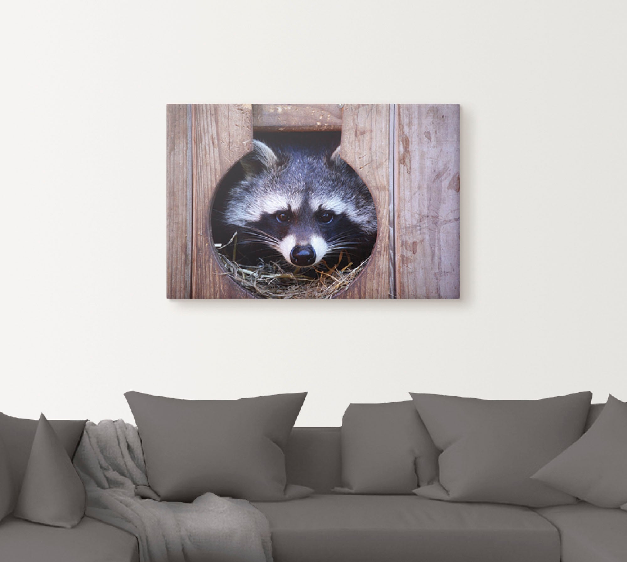 Artland Wandbild "Niedlicher kleiner Waschbär", Wildtiere, (1 St.), als Lei günstig online kaufen