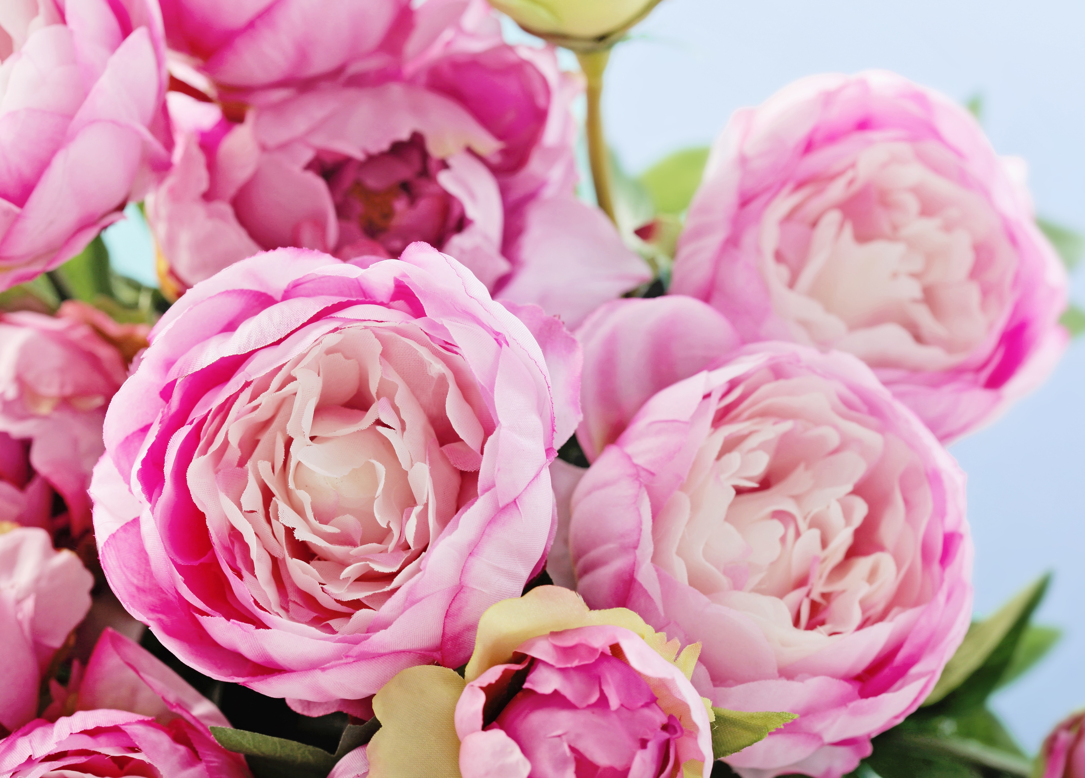 Papermoon Fototapete "Pink Peony Flowers" glatt