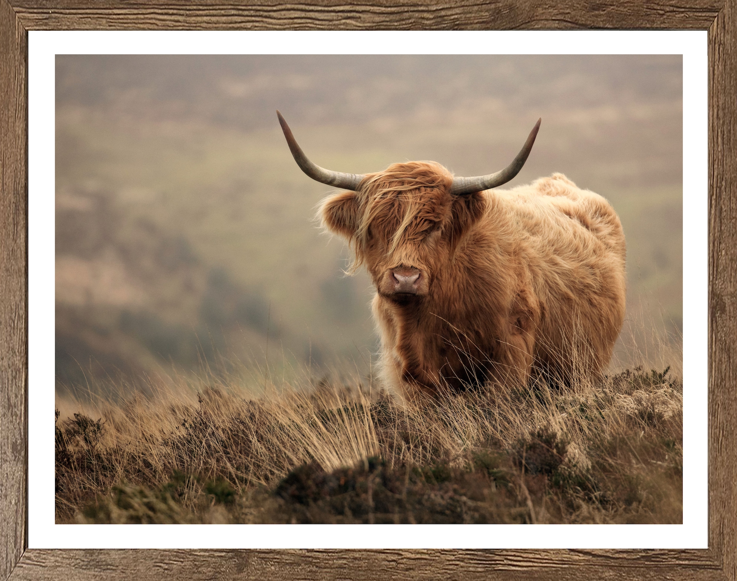 Bönninghoff Bild mit Rahmen, Hochlandrind-Tiere-Landschaft-Natur-Gräser, (1 günstig online kaufen