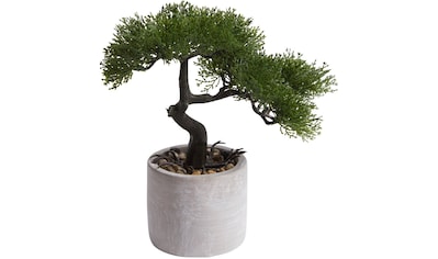 Kunstbonsai »Ceder Bonsai«