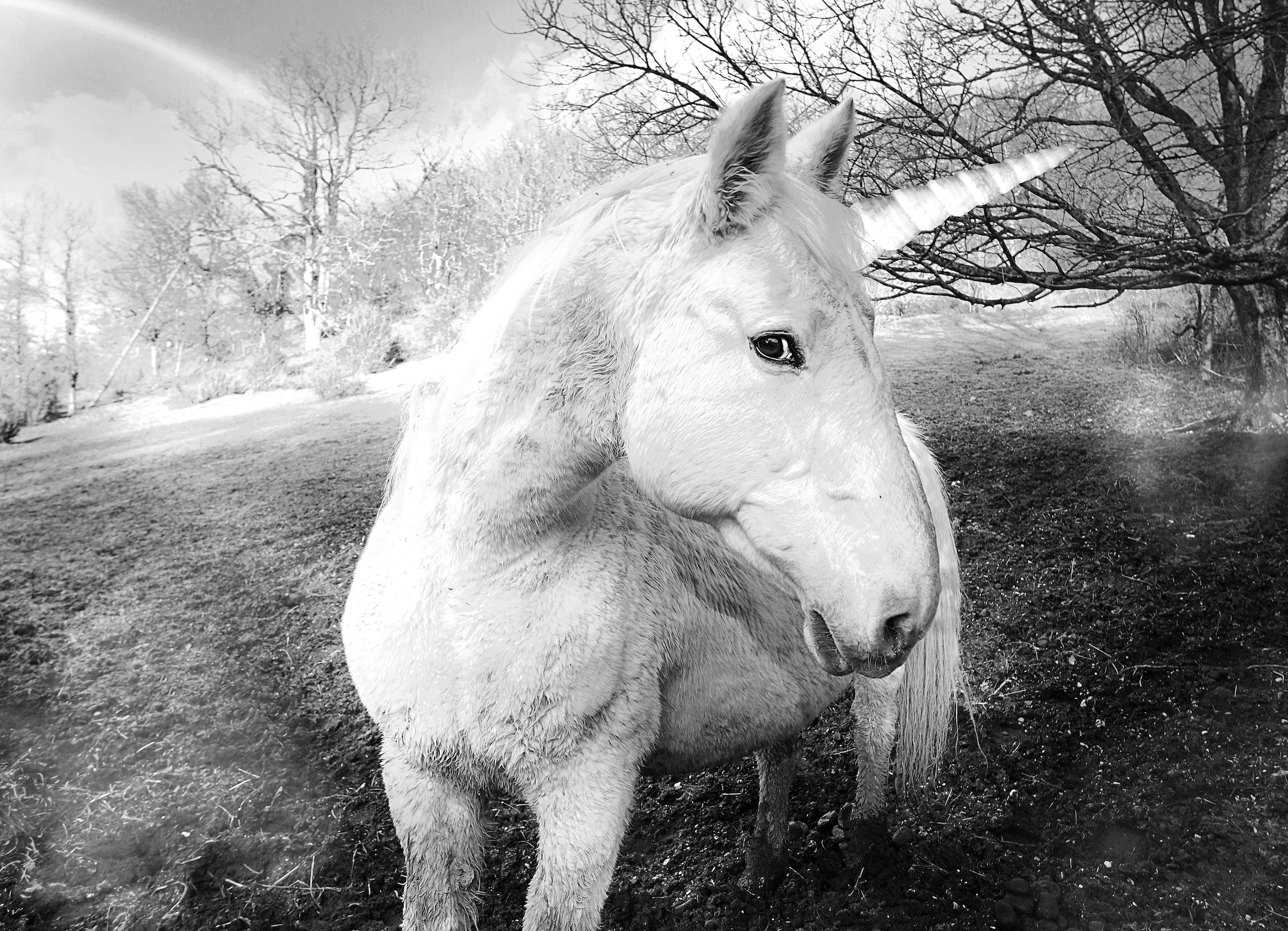 Papermoon Fototapete »Einhorn Schwarz & Weiß«